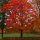 Quercus rubra - Vörös tölgy