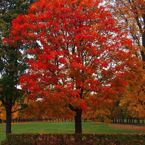 Quercus rubra - Vörös tölgy