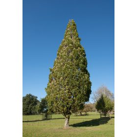 Quercus robur 'Fastigiata' - Kocsányos tölgy