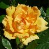 Rosa 'Amber Nectar' - Rózsa