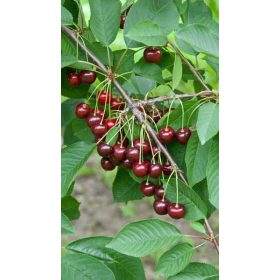 Prunus avium - 'Van' cseresznye