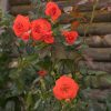 Rosa Basic Collection "Bionda"- Futórózsa