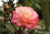 Rosa Basic Collection "Libretto"- Futórózsa