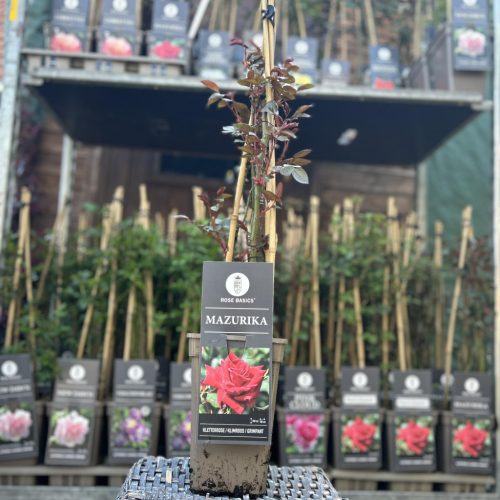 Rosa Basic Collection "Mazurika"- Futórózsa