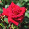Rosa Basic Collection "Mazurika"- Futórózsa