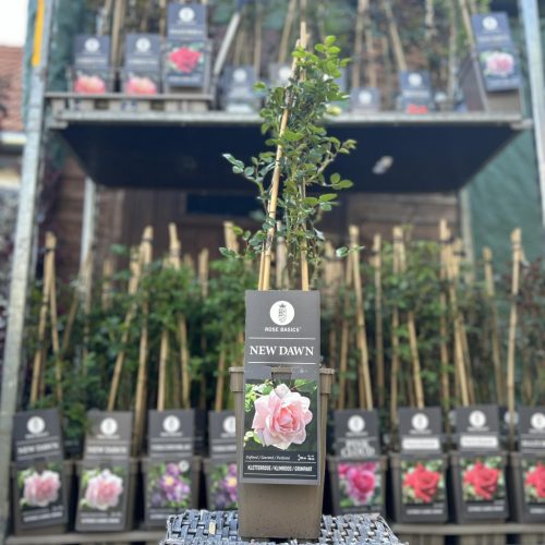 Rosa Basic Collection "New Dawn"- Futórózsa