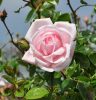 Rosa Basic Collection "New Dawn"- Futórózsa