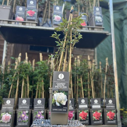 Rosa Basic Collection "Snow Princess"- Futórózsa