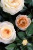 Rosa 'Belami' Kordana - Rózsa