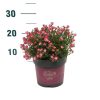 Rosa 'Cutie Pie' - Törpe rózsa