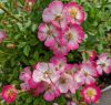 Rosa 'Cutie Pie' - Törpe rózsa
