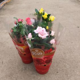 Rosa 'Favourite Gem' - Rózsa