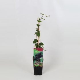   Rubus fruticosus 'Black Satin' - Tüskétlen szeder