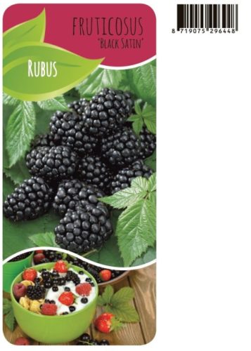 Rubus fruticosus 'Black Satin' - Tüskétlen szeder
