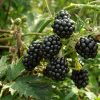  Rubus fruticosus - Tüskétlen szeder