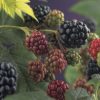 Rubus fruticosus 