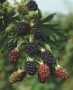 Rubus fruticosus evergreen - Tüskétlen szeder
