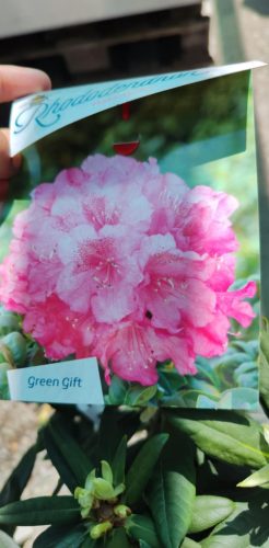 Rhododendron 'Green gift' - Azálea