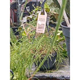 Rhipsalis - Vesszőkaktusz