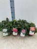 Rhododendron Hybride MIX - Havasszépe 