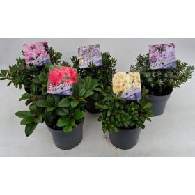 Rhododendron dwarf mix - Törpe örökzöld havasszépe