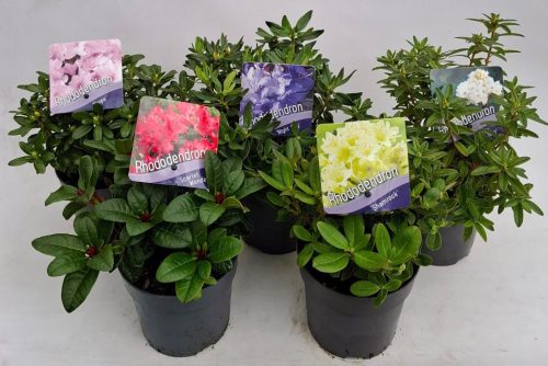 Rhododendron dwarf mix - Törpe örökzöld havasszépe