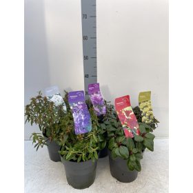 Rhododendron dwarf mix - Törpe örökzöld havasszépe