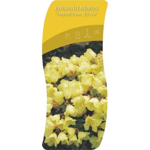 Rhododendron dwarf mix - Törpe örökzöld havasszépe