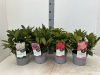 Rhododendron Hybride mix - Törpe örökzöld havasszépe