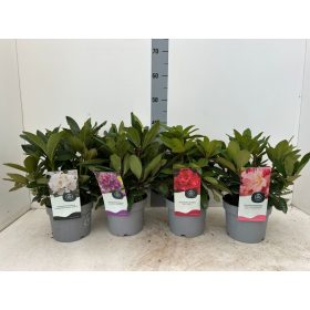 Rhododendron Hybride mix - Törpe örökzöld havasszépe