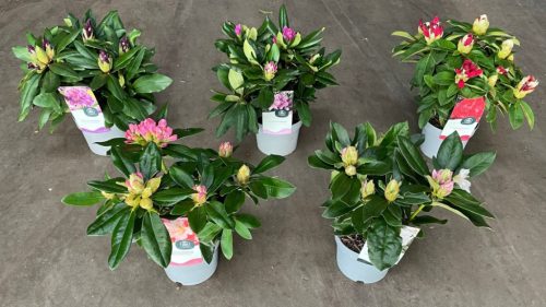 Rhododendron Hybride mix - Törpe örökzöld havasszépe