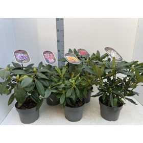Rhododendron Hybride mix - Törpe örökzöld havasszépe