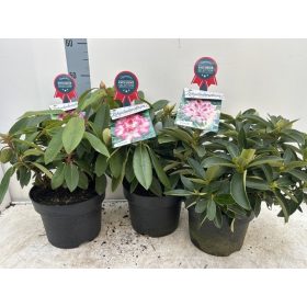 Rhododendron Hybride mix - Törpe örökzöld havasszépe