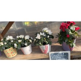 Rhododendron 'Azalea' mix - Azálea kaspóban