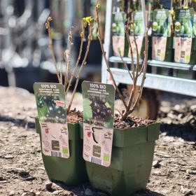 Ribes - Fekete ribizli (100% BIO)