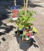 Rubus idaeus 'Polka' - Folyton termő málna