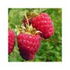 Rubus idaeus 'Polka' - Folyton termő málna