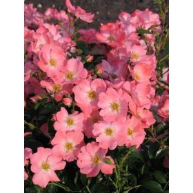 Rosa 'Pink Blanket' - Rózsa