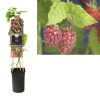 Rubus log. 'Tayberry' - Szedermálna