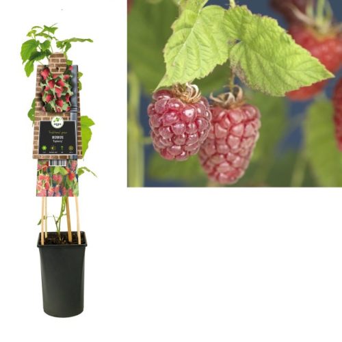 Rubus log. 'Tayberry' - Szedermálna