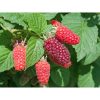 Rubus log. 'Tayberry' - Szedermálna