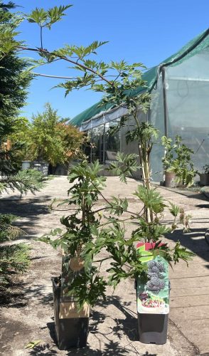 Rubus loganobaccus 'Thornless Evergreen' - Tüskenélküli szedermálna
