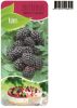 Rubus loganobaccus 'Thornless Evergreen' - Tüskenélküli szedermálna