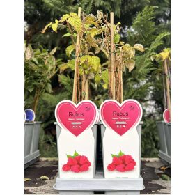 Rubus idaeus 'Tulameen' - Málna