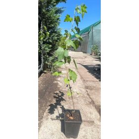 Ribes nigrum - Fekete Ribizli