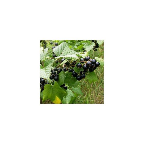 Ribes nigrum - Fekete Ribizli