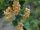 Ribes niveum – Ribizli (törzses)
