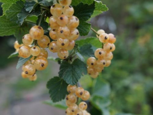 Ribes niveum – Ribizli (törzses)