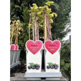 Rubus occidentalis 'Black jewel' - Szeder