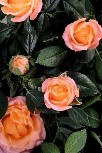 Rosa "Aloha" - Rózsa